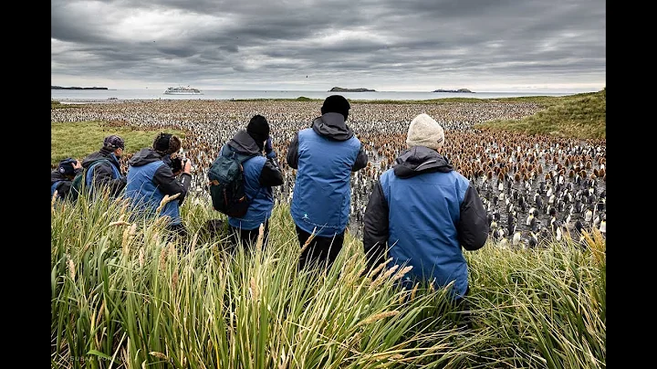 Thousands of King Penguins in their rookery, Salisbury Plains, South Georgia Island.