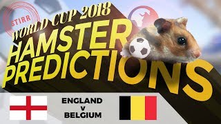 World Cup 2018 Hamster Predictions: England v Belgium