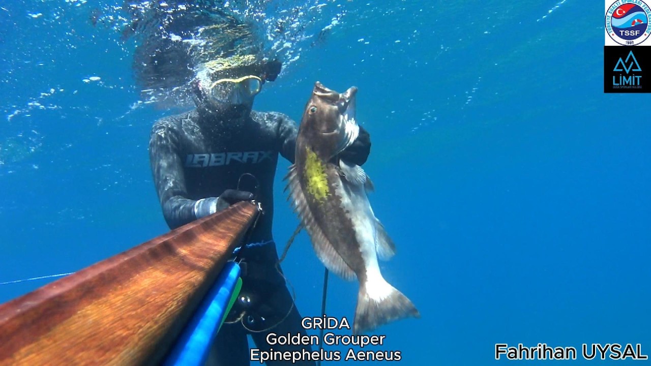 Zıpkınla Grida - Ceylan Palamudu ve Şeytan Avı / Spearfishing Grouper - Mackerel  Alanya / Türkiye