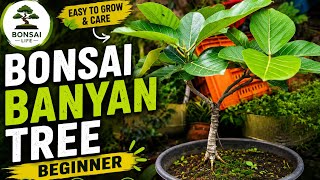 Beginner Bonsai Banyan Tree Setup 🌿 #Bonsai #BanyanBonsai #BonsaiTree #BeginnerBonsai #PlantCare