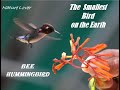 The Smallest Bird on the Earth, " Bee Hummingbird.#naturelover #englishdocumentary