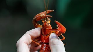 Documenting The Signal Crayfish with Chris Lukhaup