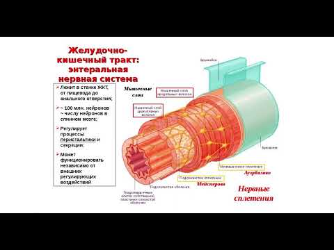 Метасимпатическая нервная система