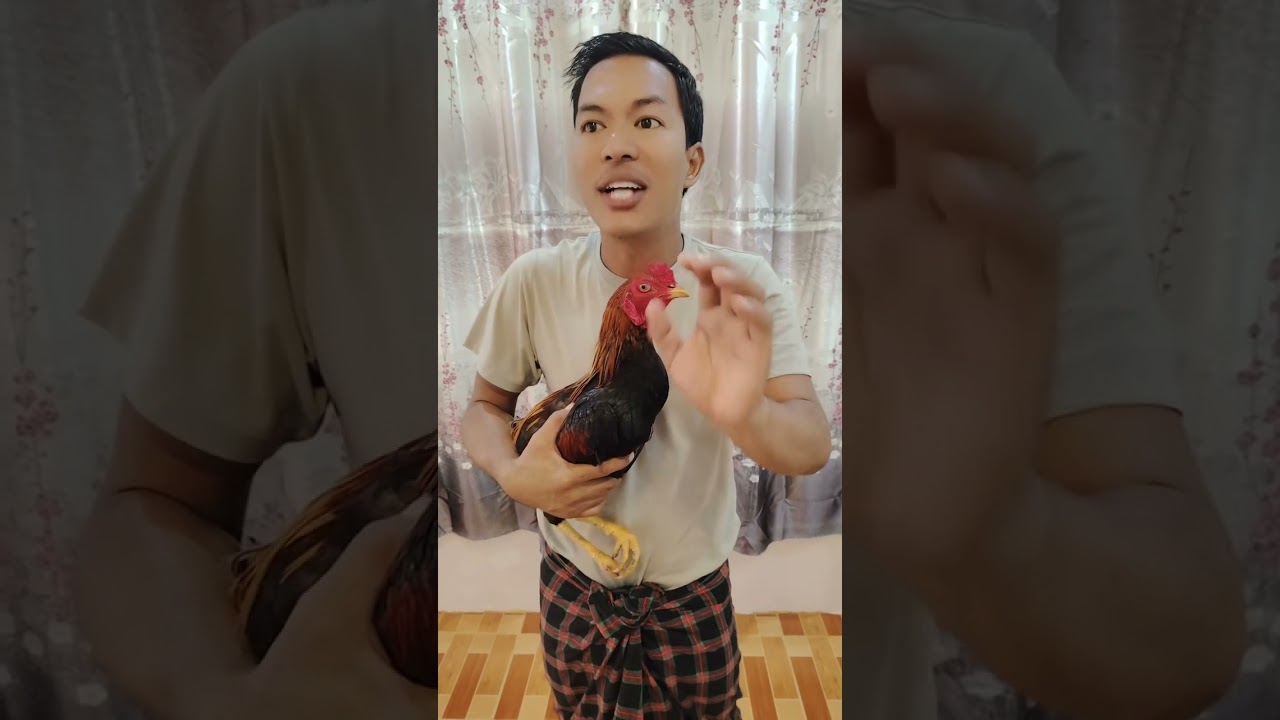 #လမ်းစခန်းကောင်းဖို့ထက် ငုတ်ကောင်းရမယ်###တိုက်ကြက် 🐔🐔