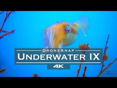 Underwater relaxing 🐬 - Marine Monday 🧜‍♀️🧜‍♂️ [4K] part 9