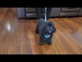 SOLD Today's Spevial $599Meet Pez male Shihpoo call / text 904-838-9628