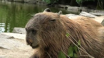 Donut Loves His Browse – The Leaves and Branch of The Wild Fig Tree