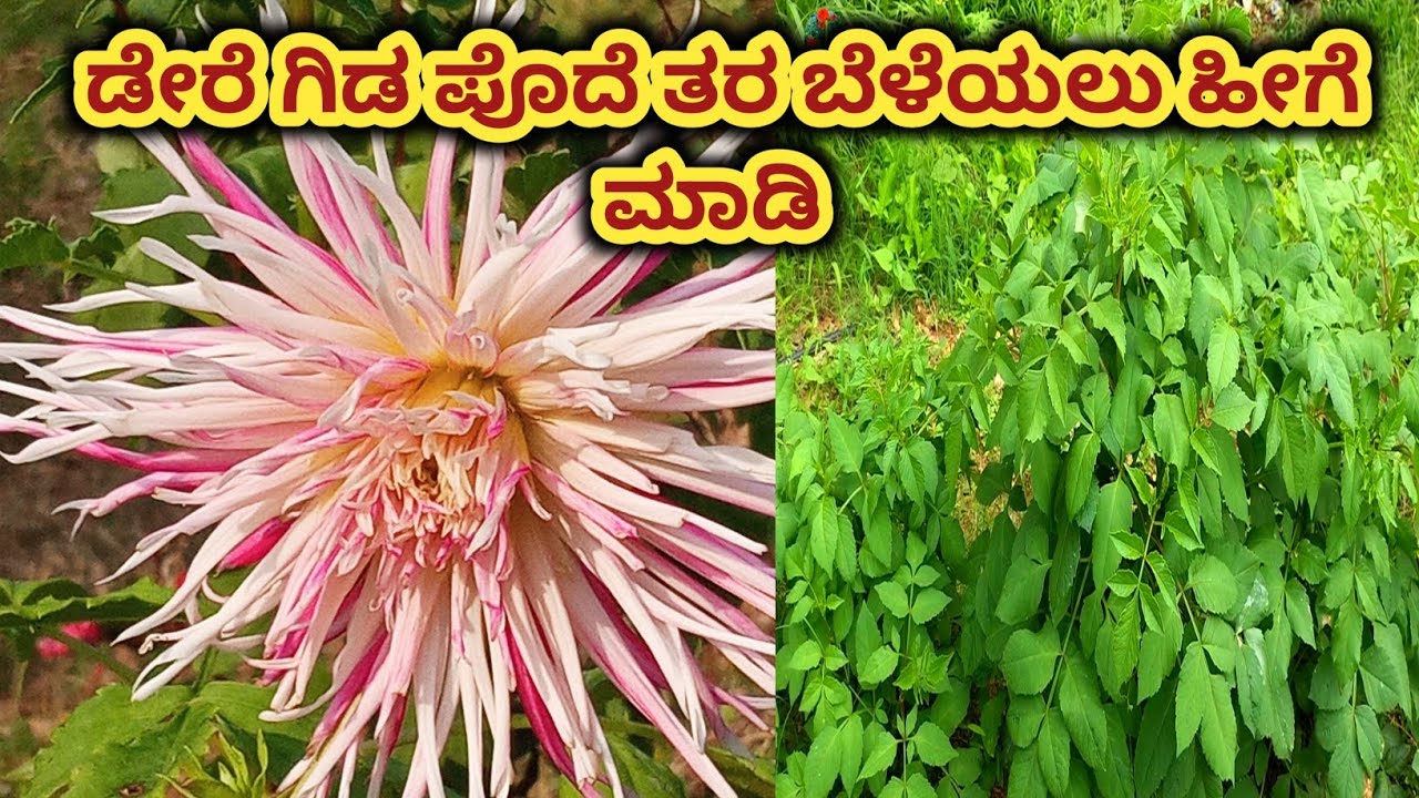 ಡೇರೆಗಿಡಕ್ಕೆ ಹೀಗೆ ಗೊಬ್ಬರ  ಕೊಟ್ಟರೆ ಗಿಡ ತುಂಬಾ ದೊಡ್ಡದಾಗಿ  ತುಂಬಾ ಹೂ ಬರತ್ತೆ dhaliya care and fertilizer