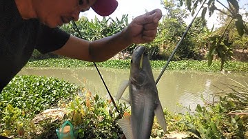 Khai cần đầu xuân! cá tra ăn không kịp bóp mồi luôn!