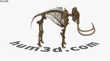 Mammoth Skeleton 3D model by 3DModels.org