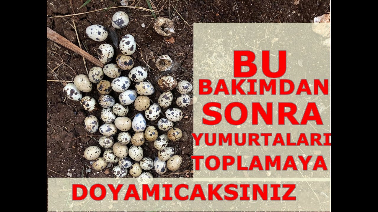 Bıldırcında iyi verim nasıl alınır14 bıldırcın 52 yumurta #bıldırcınbakımı