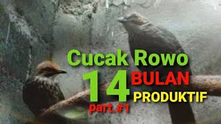 Cara Mudah ternak Cucak Rowo 14 bulan produktif | part.1