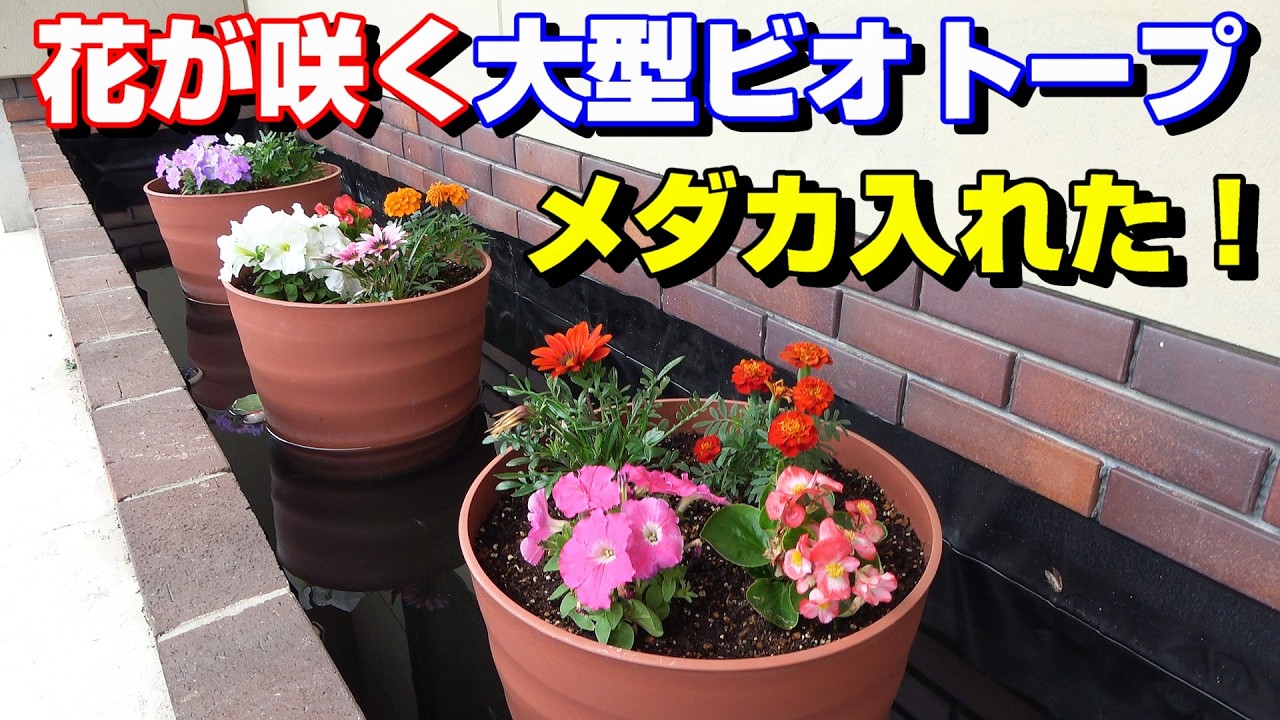 New large biotope for medaka fish - I've added some medaka! - YouTube New large biotope for medaka fish - I've added some medaka! - YouTube