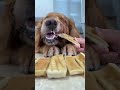 #DogGrooming #DogCare #CuteDogs #DogLovers #DogsOfYouTube #HappyDog 🎹 The hard air-dried 📹 P146