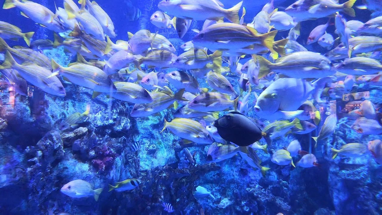 コーラルリーフダイビング,鳥羽水族館,三重県,Coral Reef Diving,Toba