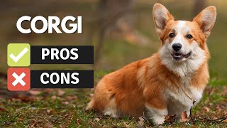 Corgi: The Pros & Cons of Owning One | Corgi Dog Breed Insights | Pet Insider