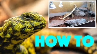 Setting up a naturalistic Uromastyx TANK! (How to)