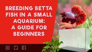 Betta mating set up. A) 5-L static mating tank containing plants and