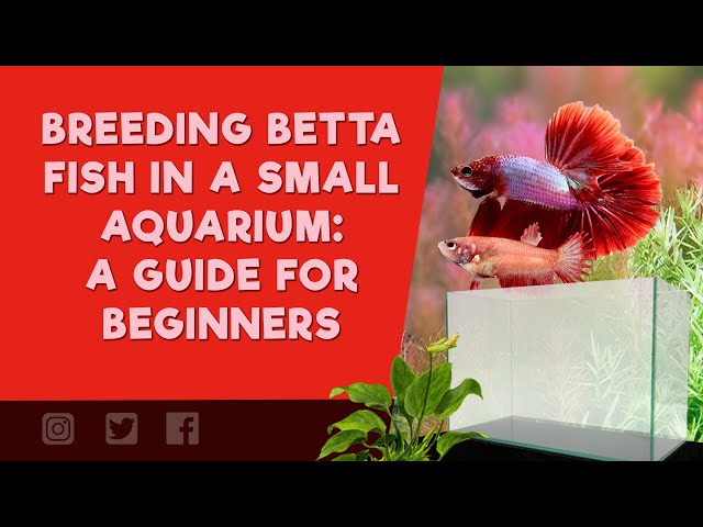 BREEDING BETTA FISH IN A SMALL AQUARIUM: A GUIDE FOR BEGINNERS