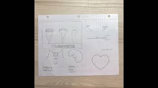 PHYS131 Project - Medical Ultrasound
