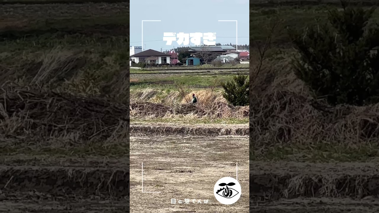散歩中に国鳥キジと遭遇｜Spotted Japan's National Bird｜Wild Pheasant in Aomori #野生動物 #キジ #Aomori