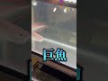 入れる水槽完全に間違えた!? #shorts