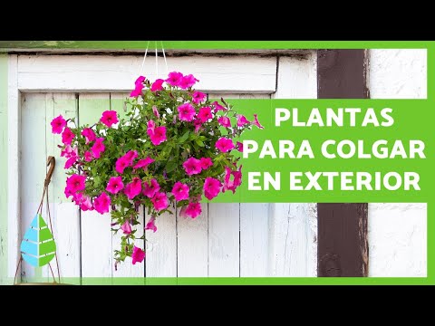 10 PLANTAS COLGANTES de EXTERIOR ?? (de Sol y de Sombra)