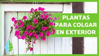 decidir molécula Reposición 10 PLANTAS COLGANTES de EXTERIOR 🌸🌿 (de Sol y de Sombra) - YouTube