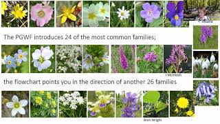 Identifying Wildflower Families