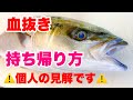 それ間違ってるかも?【血抜き】釣り場での持ち帰り方や保存方法