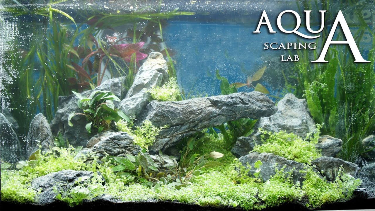 Aquascaping Lab  Tutorial Iwagumi Aquarium stone and meadow u0026quot;Fantastic Gardenu0026quot; 61 x 30 x 44 h 