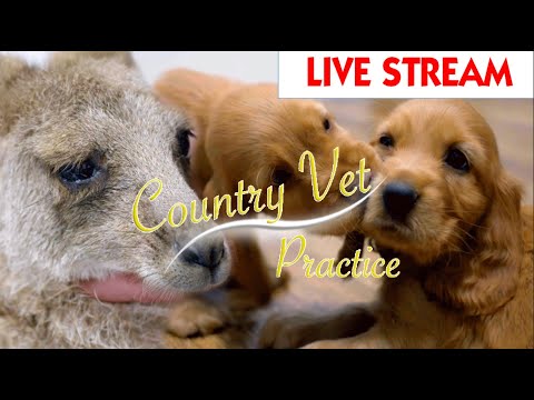 A Country Vet Practice Watch The Full Season LIVE Bondi Vet Full Episodes | Bondi Vet - A Country Vet Practice Watch The Full Season LIVE Bondi Vet Full Episodes | Bondi Vet