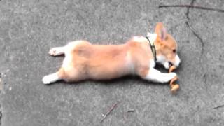 Owen Corgi Puppy - Enjoying Bully Chew With Legs Out