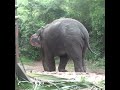 Release of wild elephant | Elephant | Wildlife | Wild animals | Animals | Animaux #shorts