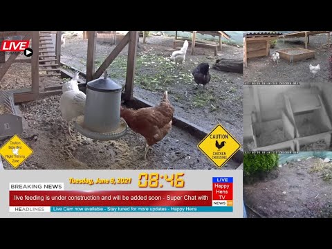 Happy Hens by EK
