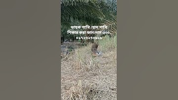 bird trap catching.waterhen bird trap handing.haw to make dahuk bird trap handing.ruak ruak birdtrap