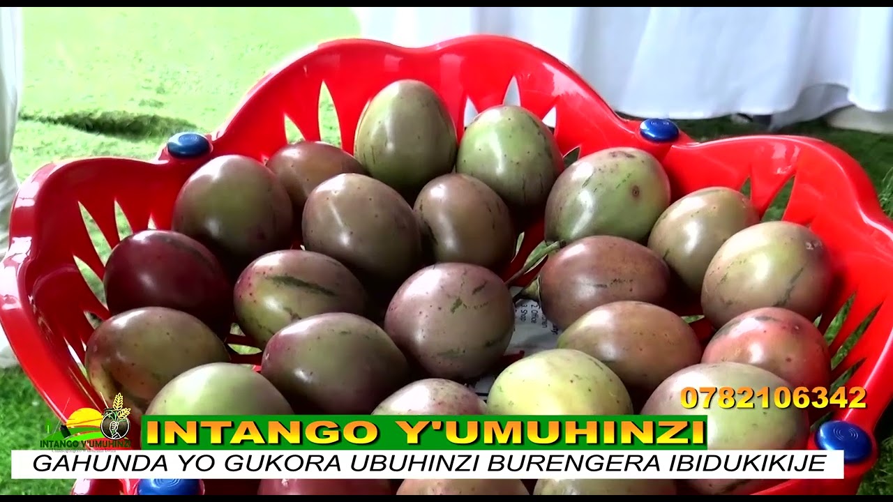 GUKORA UBUHINZI BURENGERA IBIDUKIKIJE NI INGENZI