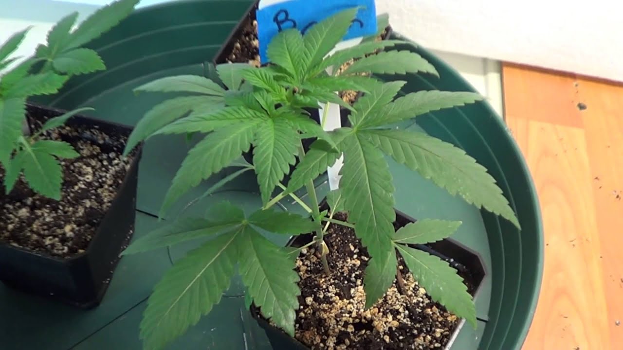 The BubbleGum Experiment #4