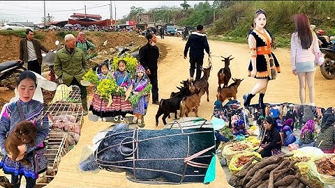 Chợ Phiên Miền Núi Cốc Ly & Bán Là Liệt Dê Núi Và Lợn Bản | người vùng cao tv!