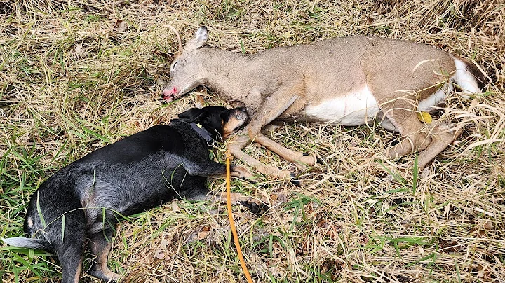 A DOG AND HER DEER - Another Quick Recovery! - The...