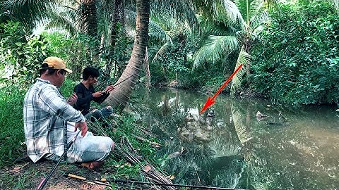 Câu Cá Sặc Trong Vườn Dừa Giật Đã Tay || fishing in the coconut garden