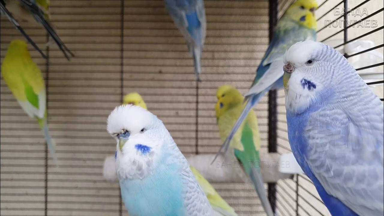 Урок для попугая привет. Пикчи с попугаями. Звуки для попугаев чтобы научить говорить. А У тебя звук попугая научить говорить аудио звук.