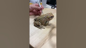 Toad sculpture #design #art #artist #sculpture #3d #pet #pets #creative #coloring #painting #frog