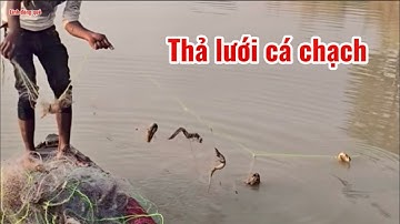 Dân lưới cá chạch cơm quá trời dính nhiều luôn rồi ￼
