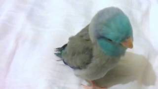 Dubstep Bird Original screenshot 3