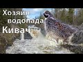 Хозяин Водопада Кивач. Незаметная жизнь рябчика на берегу водопада Кивач. Весна в Карелии 2024.