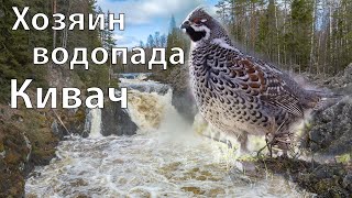 Хозяин Водопада Кивач. Незаметная жизнь рябчика на берегу водопада Кивач. Весна в Карелии 2024.