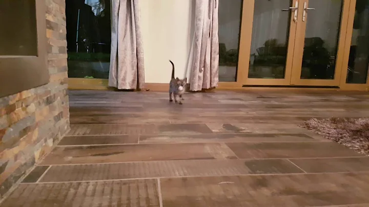 Watch the video about Shady our mink bengal kitten playing fetch