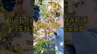 6 Fakta Menarik Tentang Berry