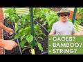The Easiest Way to Support Pepper Plants